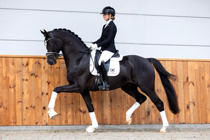 So You Can Dance, Stallion